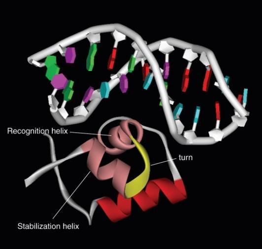 ( 그림 14.14) 특히 recognition helix 부위가 DNA major groove에자리잡고다른부위인 stabilization helix는결합을안정화시킨다.