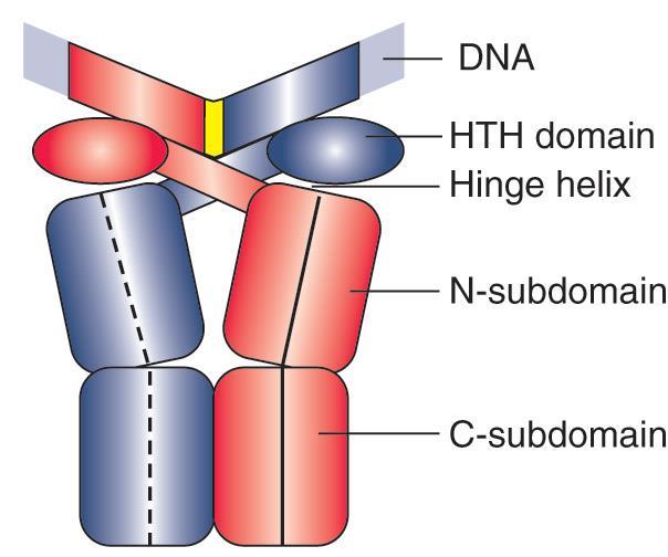 Figure 14.18 repressor dimer 가 DNA 에결합한 model.