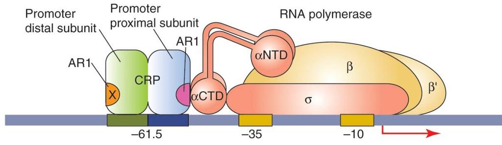 각각에두개의 camp 가결합. camp 가없으면 CRP DNA 결합은아주약하나 camp CRP complex 는 activator site (AS) 라는특정 DNA 서열에결합을한다.
