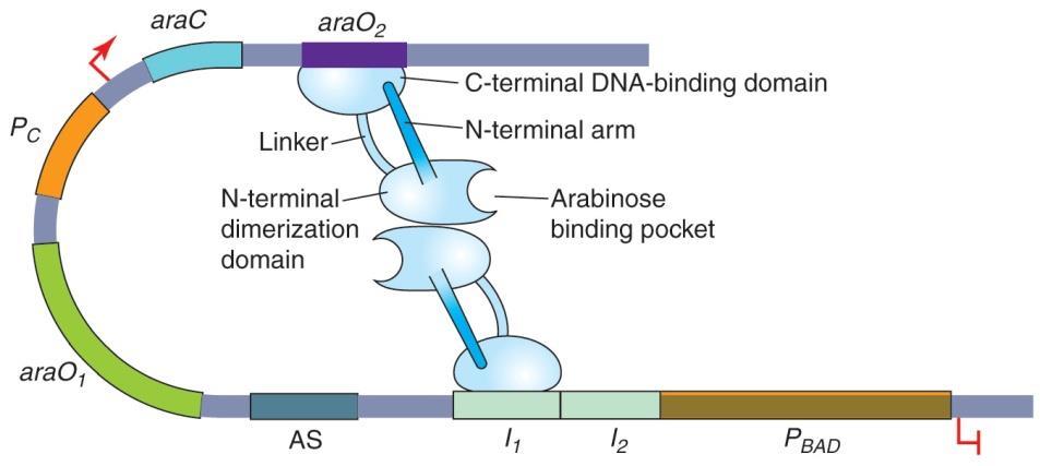 AraC undergoes a conformation change after binding arabinose AraC는 homodimer로각각 N-terminal과 C-