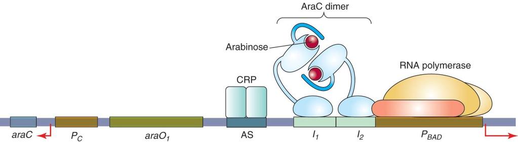 C-terminal은 DNA와결합하고 N-terminal은 dimerization을이루고 arabinose binding pocket이존재한다.