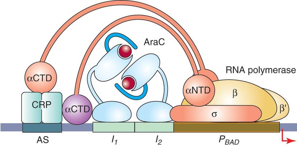 그러나 arabinose가첨가되면 N-terminal arm이 N-terminal domain 쪽으로이동하여 DNA의결합에영향을준다.