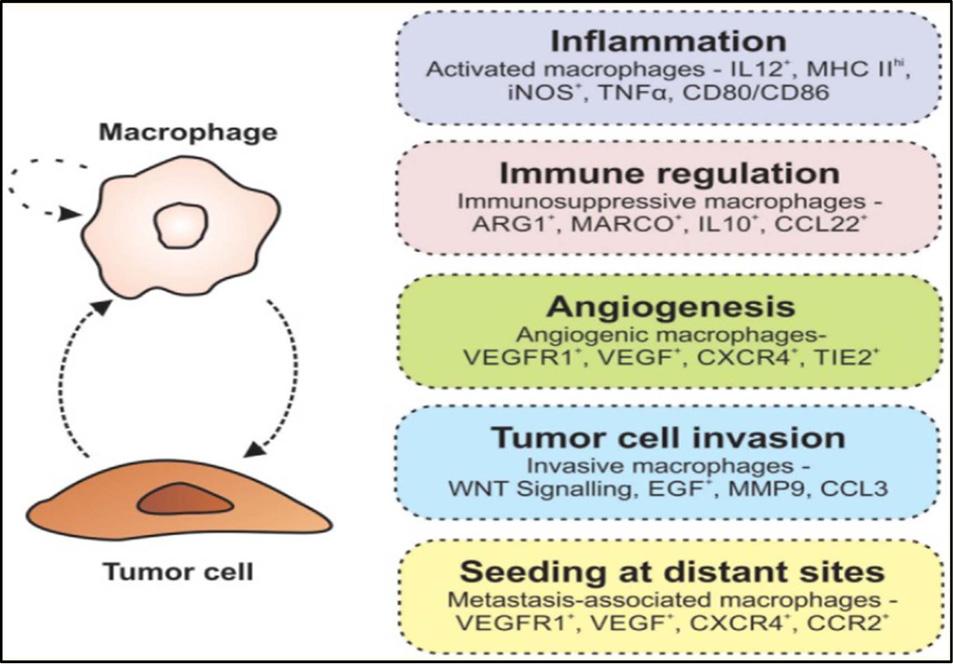996 생명과학회지 2018, Vol. 28. No. 8 Fig. 4. Macrophages promote tumorigenesis [25]. 결 종양조직의암미세환경에존재하는종양관련대식세포 (TAM) 이암의개시, 진행, 전이를유도하는역할을하기때문에종양관련대식세포는생물학적인항암치료요법의매력적인표적이될수있다.