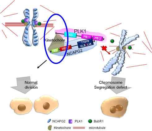 PLK1 결합단백질 NCAPG2와 PLK1의 PBD 결합구조를이용한항암제개발 - (NCAPG2) 세포분화과정에서방추사와염색체결합에관여하는주요한단백질로 NCAPG2 결핍시염색체분리이상초래 - (PLK1) 인산화효소활성부위 (Kinase domain, N-terminal) 과기질결합부위