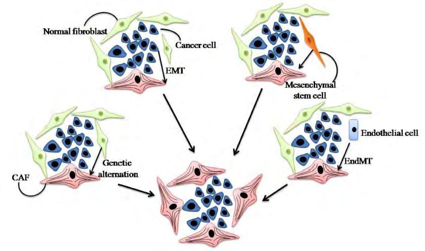 mesenchymal transition, EMT), 골수유래간엽세포 (Bone-marrow derived circulating cells which belong to mesenchymal cells), 그리고최근규명된혈관내피세포의간엽세포로의변이현상 (Endothelial to mesenchymal transition, EndoMT)