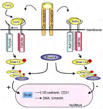 Cancer-Assosciated Fibroblasts 연구의중요성이부각 암-연관섬유아세포 (Cancer-Associated