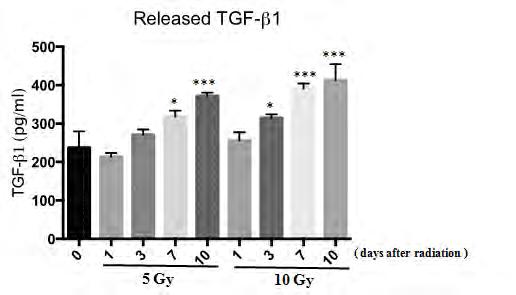 그림설명 ) 방사선조사에의한종양혈관내피세포의형태변화를관찰하기위해 2H11 세포주에 10Gy를조사하고 1, 2, 3, 4일이경과된후세포의용해물을얻어웨스턴블랏을통해 TGF beta 신호전달및간엽세포와관련된단백질마커의발현변화를관찰하고, RT-PCR을통해 Collagen 의발현변화를관찰함.