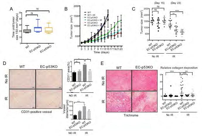 3) 혈관내피세포특이적 p53 제거는방사선조사후종양의재성장저해 그림설명 ) 방사선치료후혈관내피세포의 p53 단백질이종양의재성장에주는영향을확인하기위해야생형마우스 (Wild type : WT), EC-p53KD 마우스, 그리고 EC-p53KO 마우스에 KP 종양세포를다리에이식하여종양모델을형성함.