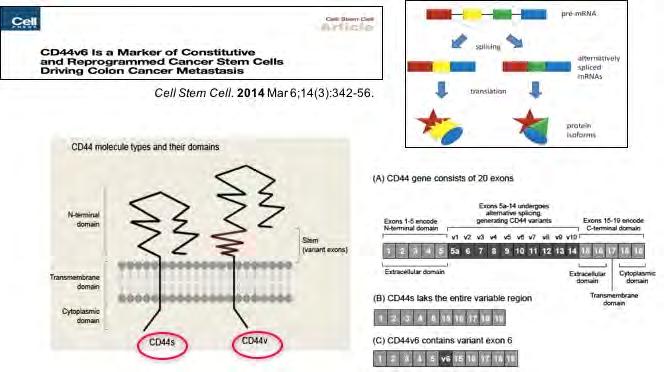 6) 방사선유도 EndMT 조절에의한종양미세환경의변화 CD44V6 : a Marker of Cancer Stem Cell 그림설명 )