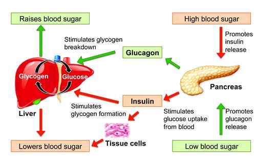 혈중포도당의농도는주로인슐린과글루카곤 (glucagon) 에의해조절됨. 음식물섭취로인해혈중포도당수치가높아지면, 췌장베타세포에서인슐린이분비되어간과골격근의글리코겐합성 (glycogenesis) 과지방조직의중성지방합성 (lipogenesis) 을촉진함.