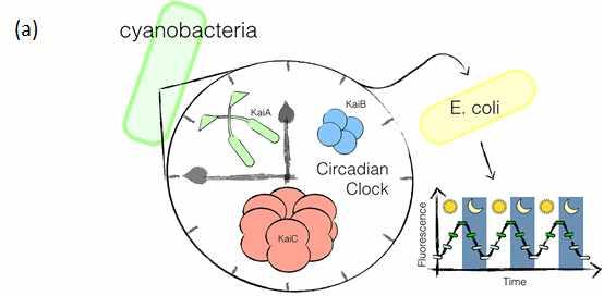 함으로써이러한질병들에의한위장관부조화등에대한새로운치료법을 개발하고있음. 그림 36. Silver 교수연구팀에의해 E. coli 에이식된 Cyanobacteria 일주기리듬모델.