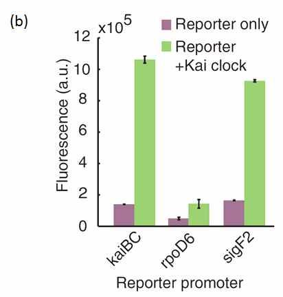 coli의 house keeping gene인 ifhb의 promoter 에의한리포터 fluorescence 의 kai clock 유무에따른발현정도차이 합성생물학적으로구성된일주기분자생체시계를이용하여특정주기에따라약물이자동적으로전달될수있는 drug delevery