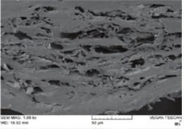 In the crosssectional view, irregular macro- and micropores were seen roughly interconnected between the densely compacted collagen fibrils (Fig. 3).