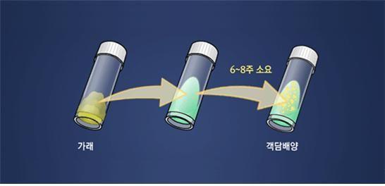 그림 10) 결핵검사 방법. 세균배양을 하여 확진하는데 6~8 주의 시간이 소요됨.