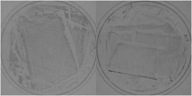 faecium (d) and TTC-stained strain (e), respectively. (A) (B) (C) (D) Figure 2.