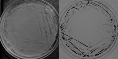 aureus (A), Pseudomonas aeruginosa (B), Escherichia coli (C), Candida albicans (D).