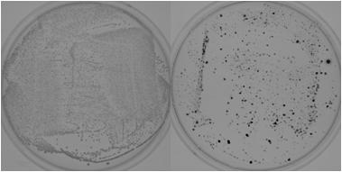 탈수소효소반응에의한병원성미생물의 TPF 형성확인화장품의안전기준에의거 S. aureus, P. aeruginosa, E. coli, C.
