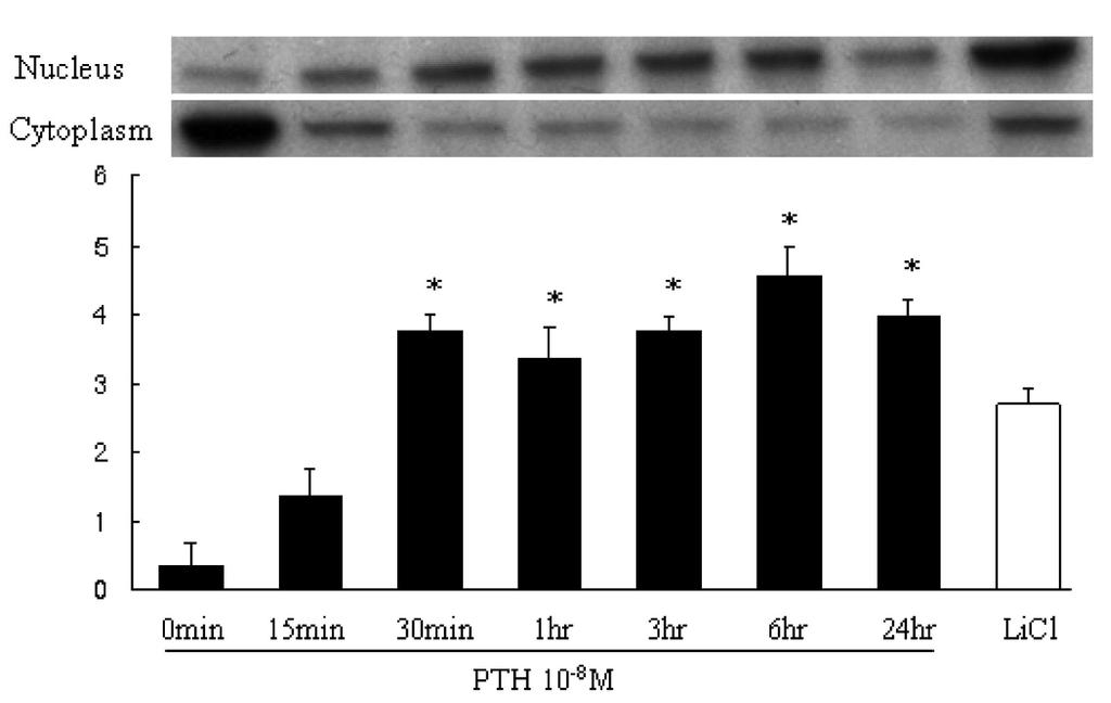 - 김세화외 3인 : 인간부갑상선호르몬의골형성촉진작용과 Wnt/β-catenin 신호전달체계와의관련성규명 - Fig. 2. Effects of PTH on nuclear or cytoplasmic active β-catenin expression.