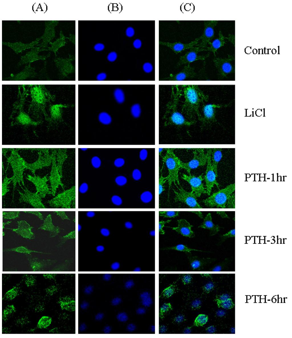 대한내분비학회지 : 제 22 권제 6 호 2007 Fig. 3. Effects of PTH on intracellular translocation of β-catenin in MC3T3-E1 cells. (A) β -catenin expression (green) was weak without PTH.