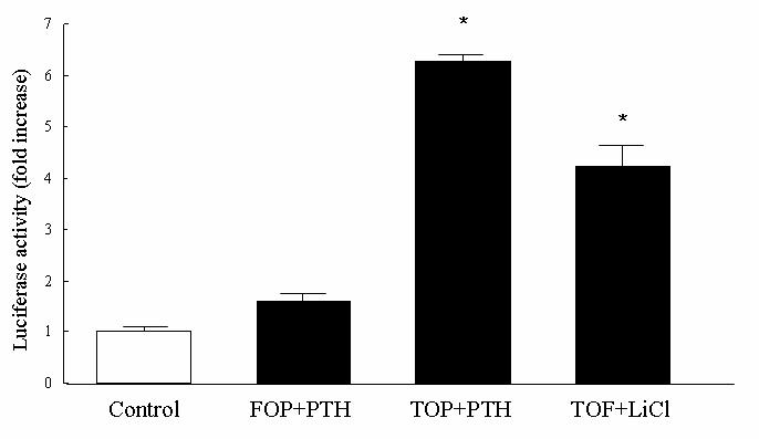- 김세화외 3인 : 인간부갑상선호르몬의골형성촉진작용과 Wnt/β-catenin 신호전달체계와의관련성규명 - Fig. 4. Effects of PTH on the TCF/LEF reporter gene activity in mouse osteoblastic cells.