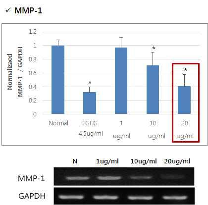 ginsenoside F1 콜라겐생성및 MMP-1 저해효과 - Collagen 합성능력을평가하기위하여