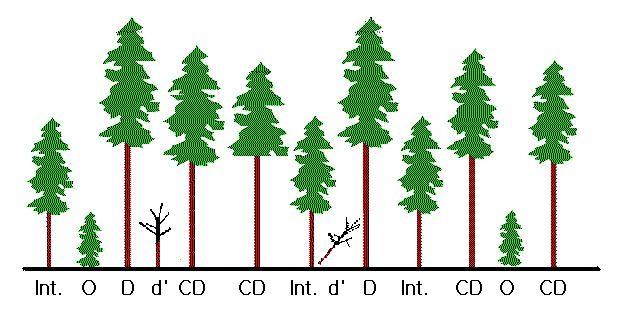 분유카리나무등의수관은서로간의강력한적대감을갖는수종들로알려져있다. 민감한반응과심지어서로간의위해를일으키는일은대부분바람이불때이웃한나무들끼리발생한다. 임분구조적인측면에서수관의구성은내부적으로다소복잡한형태를갖는데, 간략히언급하고자한다.
