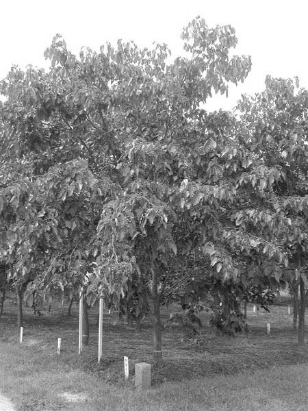 제 4 장 헛개나무 115 1. 서언 헛개나무 (Hovenia dulcis var. koreana Nakai) 는갈매나무科의낙엽활엽교목으로수고 10m, 흉고직경 80cm까지자란다.