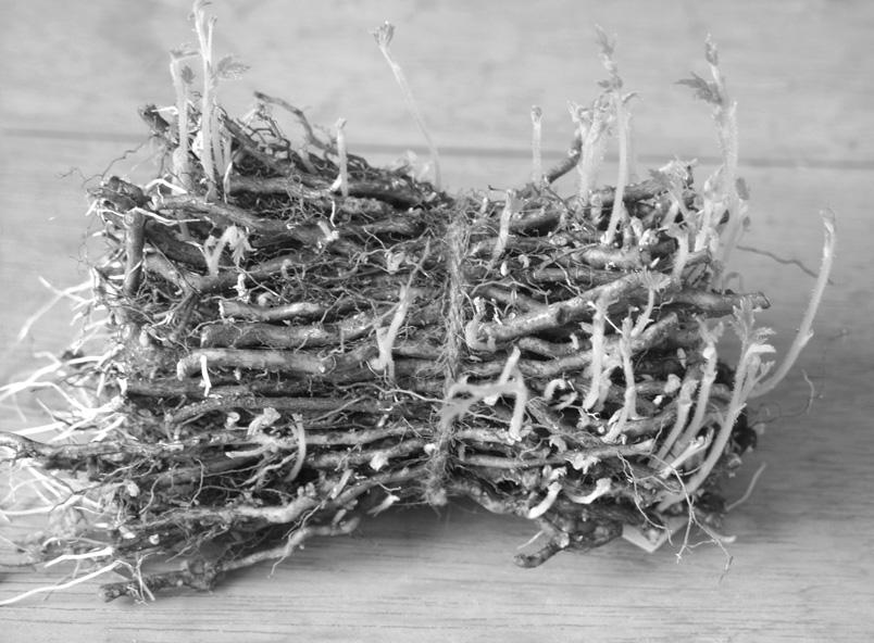 제 2 장 복분자딸기 79 (3) 삽목번식복분자딸기의줄기삽목은평균활착률 40% 이내로잘되지않아효과적이지못하나, 뿌리삽목은활착률이매우우수하다.