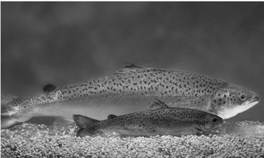 GM 연어 AquAdvantage Salmon (AquaBounty 사가개발한 GM 대서양연어 ) 환경위해성 - 양식장에서유출될경우야생연어감소우려 - 방출될연어는불임된암컷이지만실제 5% 수정가능 - 일반연어보다더욱공격적 (PNAS,