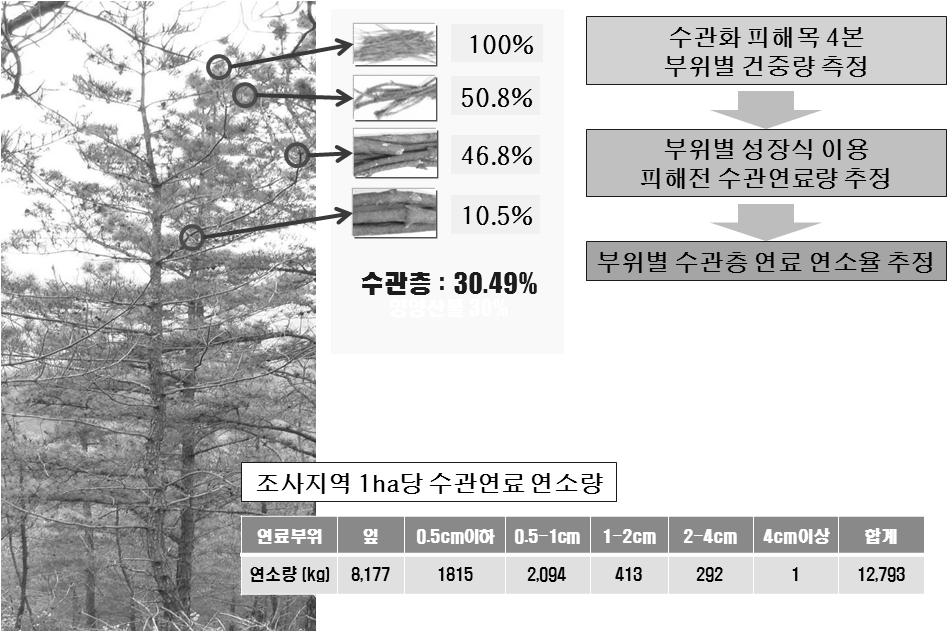 ( 나 ) 소나무수관층연소량조사대상지에서잎은 100% 연소하여 ha당약 8.17ton이연소되었으며, 0.5cm 이하는가지는 50.8%(1.82ton/ha), 0.5 1cm 굵기의가지는약 46.8%(2.09ton/ha), 1 2cm 굵기의가지는 10% 만이연소되었다. 전체적으로수관층에서는 ha당약 12.79ton이연소되었다.