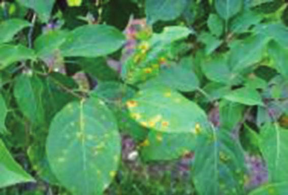 5월상 중순부터잎표면에 1mm정도의황색반점이나타나윤기있는등황색 ( 오렌지색 ) 으로변하며병반은 0.5~1cm정도로커진다. 잎뒷면이두터워져서 6월부터털모양의수포자기 ( 銹胞子器 ) 를많이형성한다.