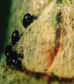 [ 사과혹진딧물 ] 학명 : Ovatus malisuctus (Matsumura) 영명 : Apple leaf-curling aphid 일명 : リンゴコブアブラムシ