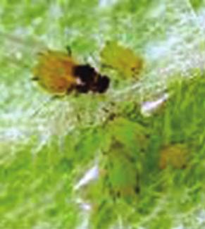 < 그림 9-15> 유시충과무시충, 신초에다발생한진딧물, 과실그을음 < 발생생태 > 연 10세대정도발생한다.