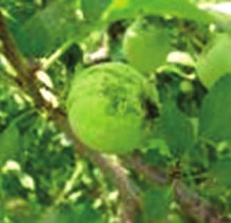 이후사과나무 2차신초신장기에다시밀도가증가하나, 방제를필요로하는밀도로는증가하지않는다.