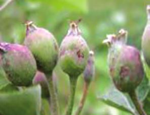 10월중순이전에사과를수확하면일부는유충이계속사과속에살아남아있는경우도있으므로최종수확시피해과실을철저히선별하여제거해야만한다.