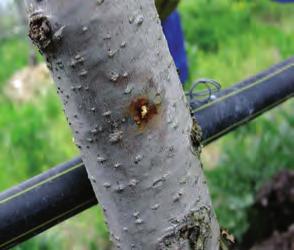 성충의크기는사과둥근나무좀 3~4mm, 붉은목나무좀이 2~3mm, 오리나무좀 2~3mm, 암브로시아나무좀이 2mm내외이다.