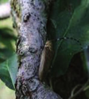 < 관리방안 > 나무좀은 2차가해성해충이다. 건전한나무는가해하지않고, 수세가약한나무를집중가해하므로비배및토양관리와수분관리등을철저히해야한다. 특히, M.