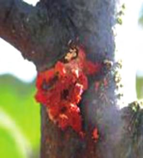 2 년차부터유목기의왜성대목사과나무에피해가우려되면유기재배에허용된끈끈이나도포제를사용하여방제한다.