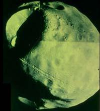포보스와데이모스 : 화성에포획된소행성 1977