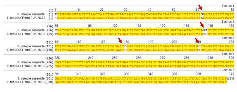 NCBI에등록되어있는 P. densiflora의 trnd GUC trny GUA non-coding 염기서열 (NCBI 등록번호 : JN854210) 과앞서증폭된유전자의염기서열을 align하였다. 그림 24에서확인할수있듯이화살표로표시한 4개의염기서열부위에서불일치되는것을확인할수있었다.