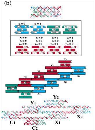 DNA 가닥들을기본구조로해서복잡한나노구조를설계할수있으며기본적으로는 A와 T가그리고 C와 G가서로상보적으로결합하는특성을이용한다. 그림 15(a) 에서오른쪽위의십자모양은 4개의단일가닥 DNA 분자를사용하여만든것이다 [33]. 이러한구조는끝을일부단일가닥으로남겨둠으로써 (sticky ends) 또다른이러한구조와다시결합되게만들수있다.