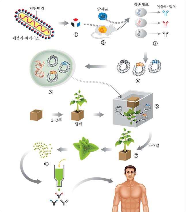 에볼라치료제 지맵 의생산원리및과정 ➊ 에볼라당단백질을세부분으로쪼개쥐에주입한다. ➋ 쥐의 B세포가반응해항체를생산한다. ➌ B세포를암세포와융합시켜잡종세포를얻는다. 잡종세포는각당단백질에특이적으로반응하는항체를생산한다 ( 단일클론항체 ).