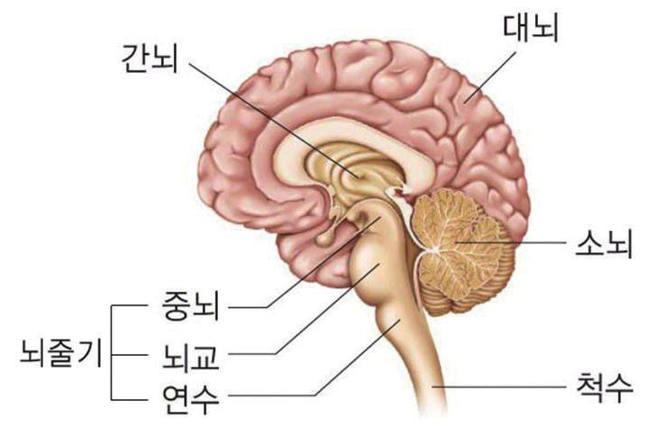 29 회차 2 뇌의구조와기능 1. 뇌의구조 : 대뇌, 소뇌, 간뇌, 뇌줄기로구분된다. 2. 뇌의기능 대뇌소뇌간뇌중뇌연수 고등정신활동중추언어, 기억, 추리 대뇌겉질은회색질, 속질은백색질로되어있다.