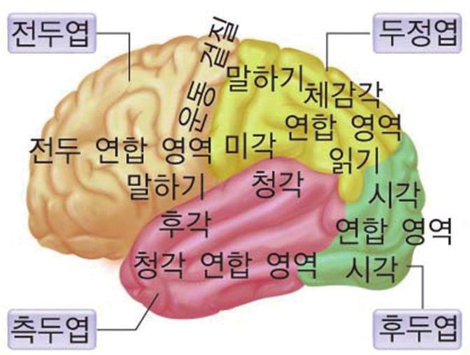 평형유지중추 시상과시상하부로구분되고, 시상하부밑에는뇌하수체가있다.