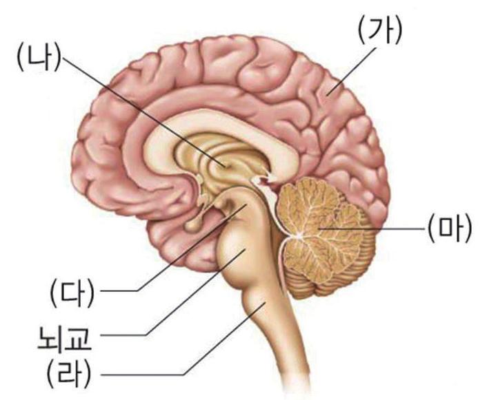 01 그림은뇌의구조를나타낸것이다. 대뇌와간뇌를옳게짝지은것은? 대뇌 간뇌 1 ( 가 ) ( 나 ) 2 ( 가 ) ( 다 ) 3 ( 나 ) ( 라 ) 4 ( 마 ) ( 라 ) 5 ( 다 ) ( 나 ) 대뇌는좌우두개의반구로나뉘며주름이많고, 간뇌는시상과시상하부로구성되어있다. 02 그림은뇌의구조를나타낸것이다. ( 마 ) 의기능으로옳은것은? ( 마 ) 는소뇌이다.