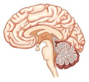 31 회차 2. 체성신경계 1) 골격근에연결되어있다. 2) 주로대뇌의지배를받는다. 3) 감각기관 ( 골격근, 피부 ) 에서수용된자극을뇌로보내는감각신경 ( 구심성 ) 과중추의명령을골격근으로보내는운동신경 ( 원심성 ) 으로구성되어있다. 4) 한개의뉴런으로구성된다.