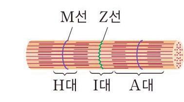 < 보기 > ㄱ. 팔을구부리는동안에 ( 나 ) 의 I대길이는짧아진다. ㄴ. 팔을구부릴때 ATP에저장되어있는에너지를소모한다.