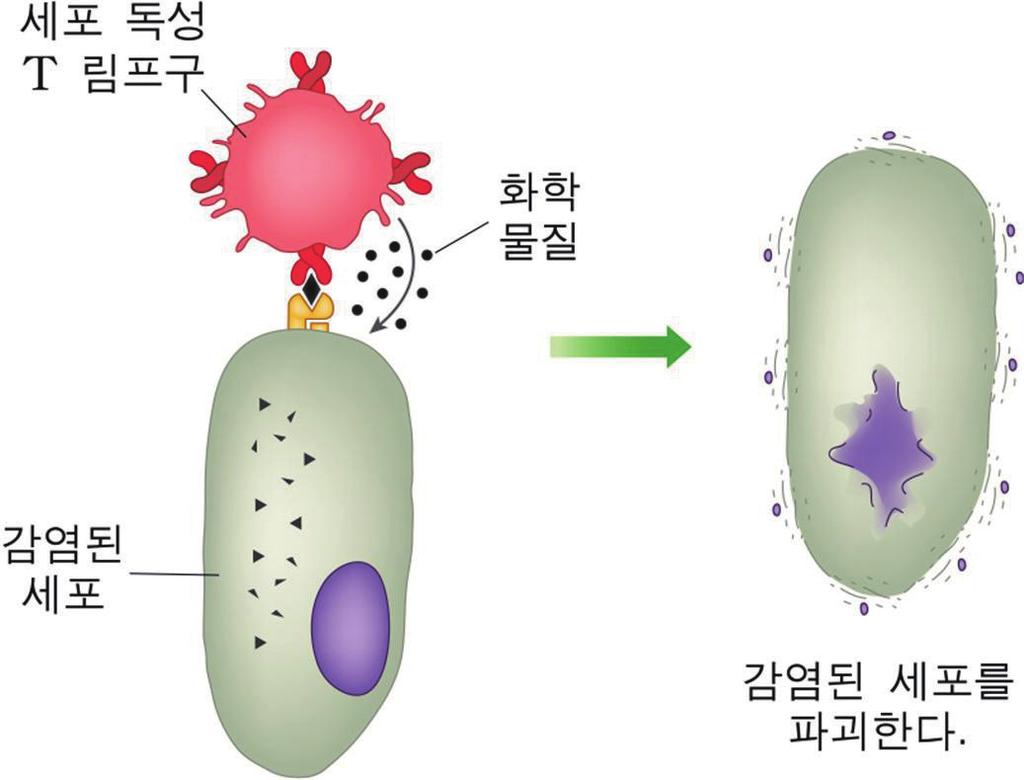 38 회차 1) 대식세포가항원을잡아먹은다음소화하여그조각을세포표면에제시하면보조 T 림프구가항원의종류를인식하여활성화된다.