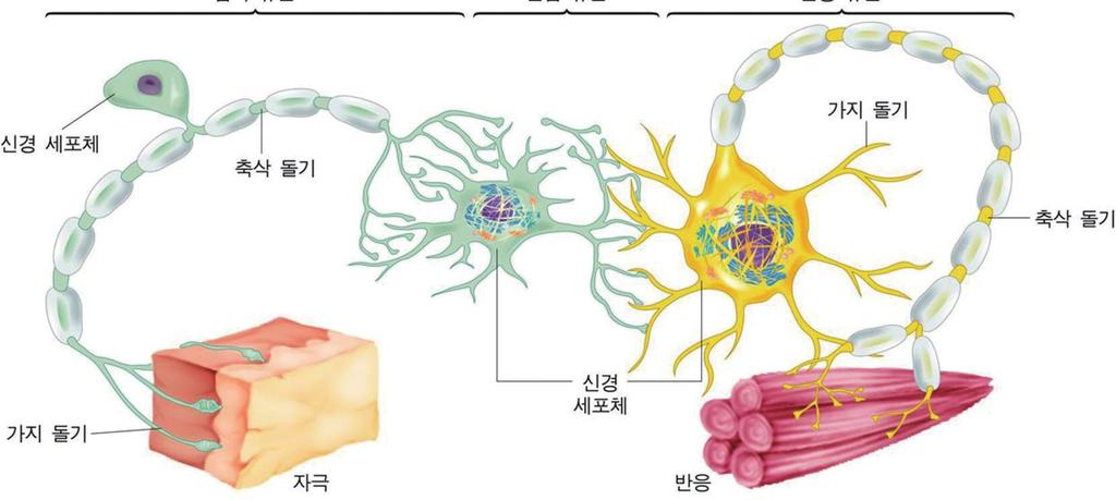 3. 기능에따른구분 감각뉴런 연합뉴런 운동뉴런 신경세포체 축삭돌기 가지돌기 축삭돌기 가지돌기 자극 신경세포체 반응 감각뉴런 연합뉴런 운동뉴런 감각기관으로부터중추신경계로정보를전달하는뉴런 구심성뉴런 감각뉴런과운동뉴런사이에서흥분을중계하는뉴런 중추신경계 ( 뇌, 척수