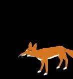 Oxen don t go with foxes. Why not? Foxes are sly fellows. What does the angry fox say to the ox?